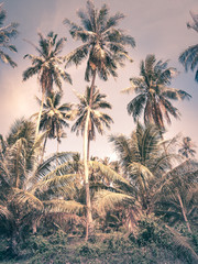 coconut palm trees instagram filter