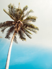 Fototapeta na wymiar coconut palm trees instagram filter