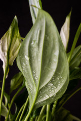White flower Spathiphyllum on a dark background