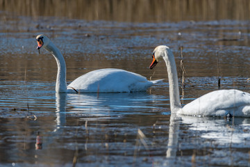 swans on the lake