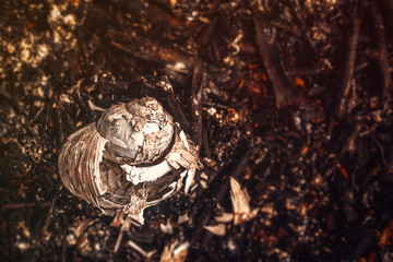 snail shell fire burned in forest
