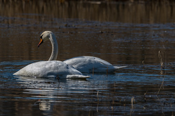 swans on the lake
