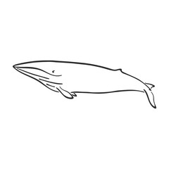 Fototapeta premium Whale character abstract ink hand drawn vector logo cartoon. Retro illustration. Marine wild mammal. Ocean and sea animal curve paint sign. Doodle sketch. Element for design, wallpaper, fabric print.