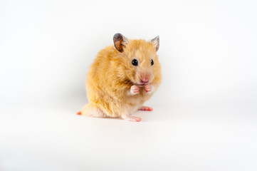 Fototapeta na wymiar Cute hamster at white background