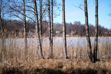 birch trees with damaged bark in naked winter landscape