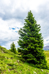 Fototapeta na wymiar Alpe di Siusi, Seiser Alm with Sassolungo Langkofel Dolomite, a tree on a grassy hill