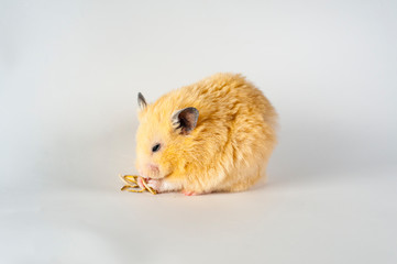 Cute hamster eating snuflower on white background