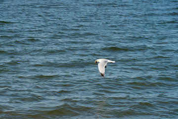 Seagull motion in flight flying close over the ocean water along the beach searching for fish food to eat