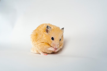 Cute hamster eating snuflower on white background