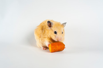 Cute hamster eating carrot on white background