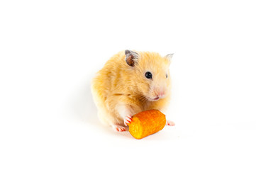 Cute hamster eating carrot on white background