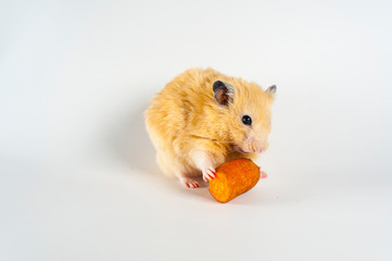 Cute hamster eating carrot on white background