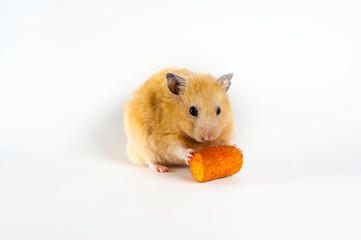 Cute hamster eating carrot on white background