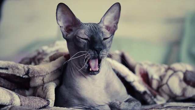 domestic sphinx cat yawns under blanket in bed with pillow on background