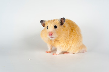 Cute hamster at white background