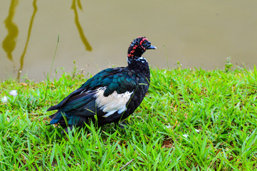  black duck