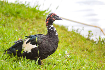  black duck
