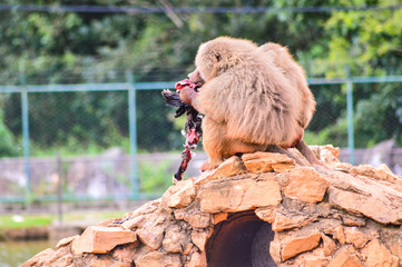 baboon eating duck