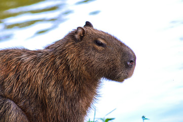 capybara