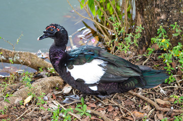  black duck