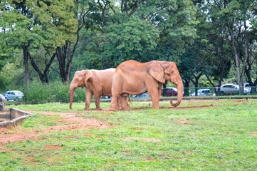 elephant elefante