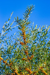Sea buckthorn Hippophae berries riping on branch against sky, close-up, selective focus, shallow DOF