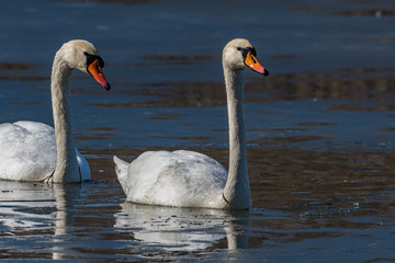 swans on the lake