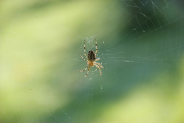 spider on a web