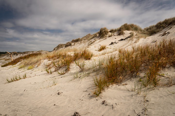 Dunes and Dune Grasses