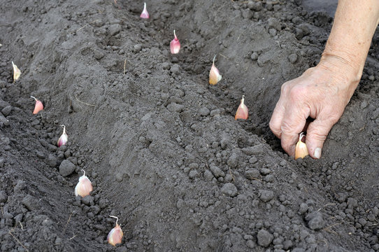 gardener's hand planting garlic in the vegetable garden