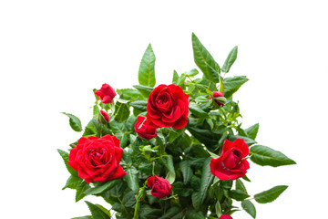 Fototapeta premium Bouquet of red roses on white background. Flowers. Background for congratulations girl, colleague, mother, grandmother
