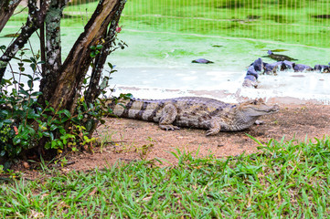 alligator Jacaré