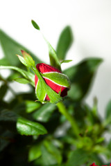 Red rose Bud. Flower. Botany. Macro photography. Flower background
