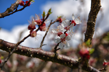 Marillenblüte