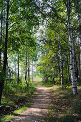 footpath in a birchwood