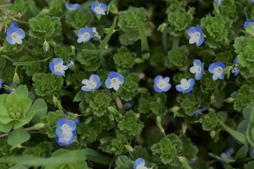 "Persian speedwell"(Veronica persica) has light blue cute flower in spring/