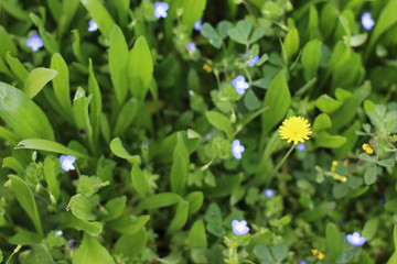 Obraz premium Spring flowers of the nature