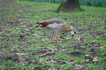 Obraz na płótnie Canvas colored ducks graze in a cold amsterdam park