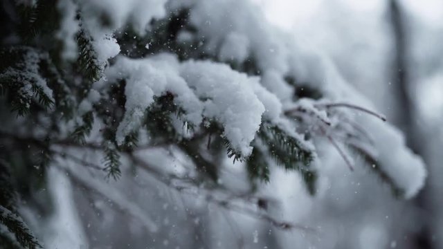 Beautiful closeup shot of fresh white snow falling from the branches of spruce tree in slow motion with the camera sliding down