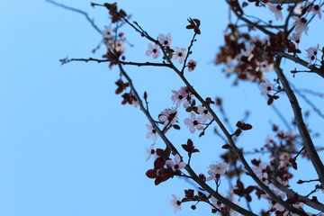 Beautiful Spring flowers of a tree