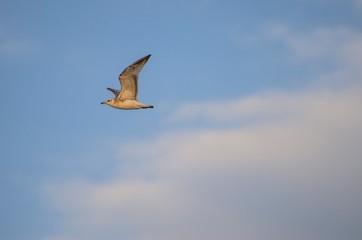 Bellissimo gabbiano che vola nel cielo