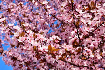 Cherry, Prunus cerasus blossom with pink flowers and some red leaves, Prunus Cerasifera Pissardii tree on a blue sky background in spring