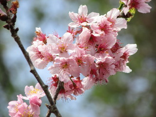 cherry blossom