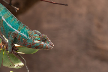 Panther chameleon (Furcifer pardalis) from Madagascar, perched on a branch
