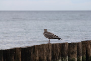 Herring Gull (Larus argentatus)