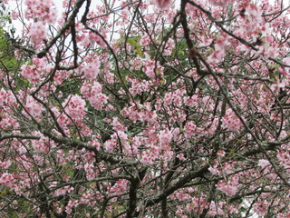 Fototapeta premium cherry blossom tree