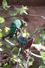 Panther chameleon (Furcifer pardalis) from Madagascar, perched on a branch