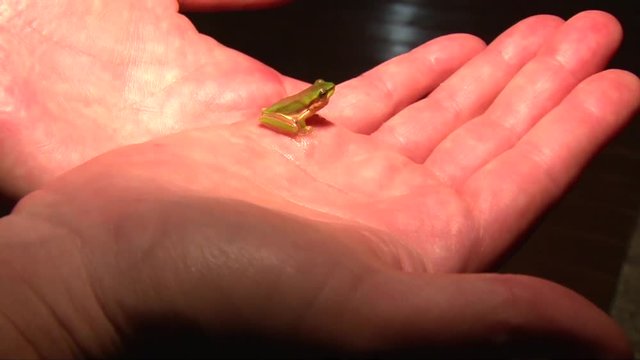Amazing close up of small tropical green frog on the palm of my partners hand at Port Douglas Queensland
