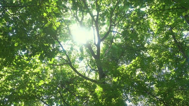Sun in forest through green leaves.
