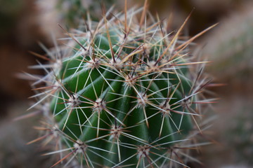 Naklejka na ściany i meble Green fleshy cactus with long spiny needles